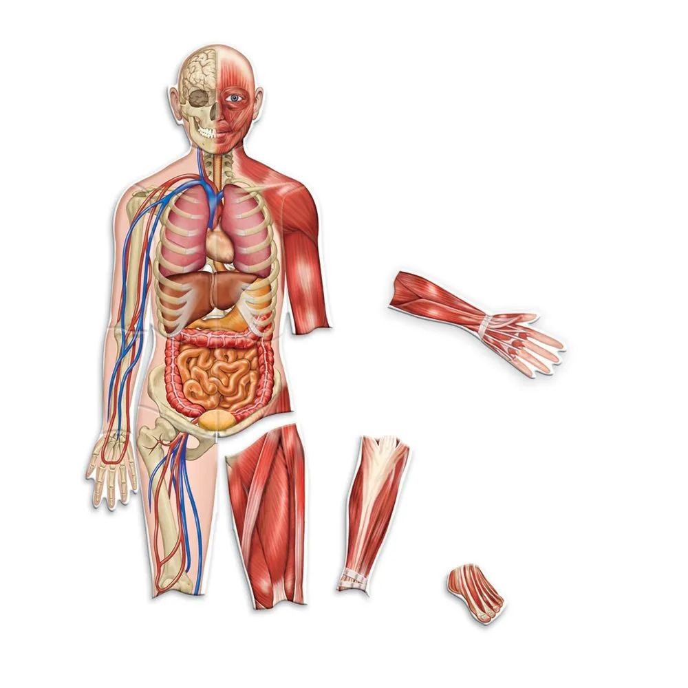 Learning Resources - Double-Sided Magnetic Human Body